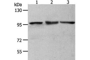Western Blot analysis of NIH/3T3, Hela and K562 cell using MCM4 Polyclonal Antibody at dilution of 1:700 (MCM4 anticorps)