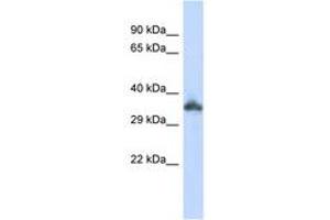 anti-Keratin Associated Protein 24-1 (KRTAP24-1) (C-Term) antibody