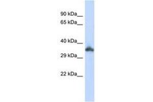 KRTAP24-1 anticorps  (C-Term)