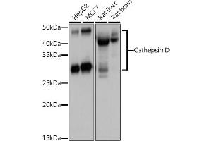 Western blot analysis of extracts of various cell lines, using Cathepsin D antibody (ABIN6127553, ABIN6139223, ABIN6139224 and ABIN6217233) at 1:1000 dilution. (Cathepsin D anticorps  (AA 65-412))