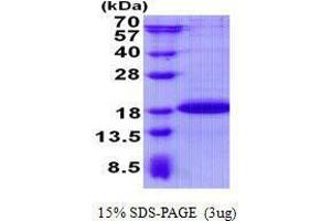 Figure annotation denotes ug of protein loaded and % gel used. (Sdhaf2 Protéine)