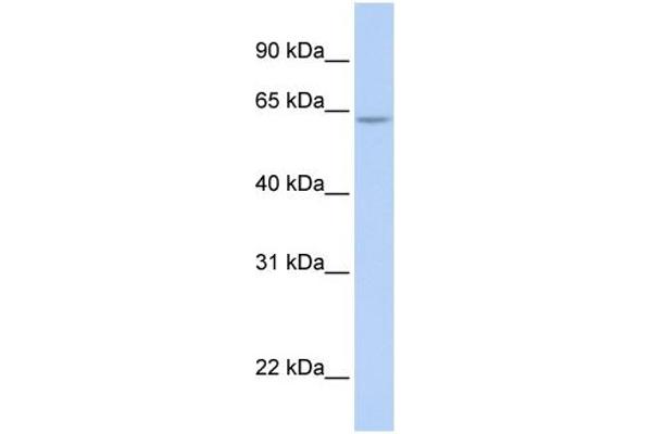 ARID5A anticorps  (N-Term)