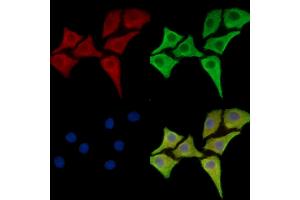 ABIN7096675 and ABIN7100740 staining Hela cells by IF/ICC.