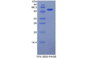 SDS-PAGE analysis of Mouse Laminin beta 1 Protein. (Laminin beta 1 Protéine)
