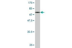 Western Blot detection against Immunogen (66.