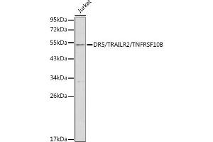 Western blot analysis of extracts of Jurkat cells, using DR5/TR/TNFRSF10B antibody (ABIN3021807, ABIN3021808, ABIN3021809 and ABIN6215963) at 1:1000 dilution. (TNFRSF10B anticorps  (AA 56-210))