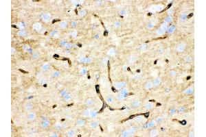 Anti- Aquaporin 4 Picoband antibody, IHC(P) IHC(P): Mouse Brain Tissue