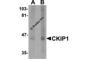 Western Blotting (WB) image for anti-Pleckstrin Homology Domain Containing, Family O Member 1 (PLEKHO1) (C-Term) antibody (ABIN1030337) (PLEKHO1 anticorps  (C-Term))