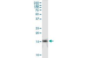 IFITM2 MaxPab polyclonal antibody. (IFITM2 anticorps  (AA 1-132))