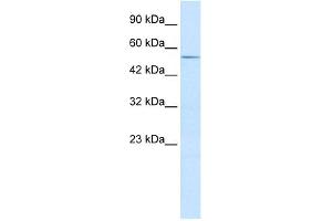 WB Suggested Anti-ZFP91 Antibody Titration:  2. (ZFP91 anticorps  (Middle Region))