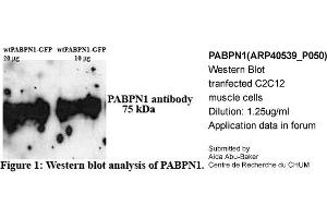 Western Blotting (WB) image for anti-Poly A Binding Protein Nuclear 1 (PABPN1) (N-Term) antibody (ABIN2778908) (PABPN1 anticorps  (N-Term))