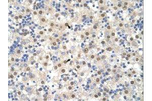 Image no. 3 for anti-TAR DNA Binding Protein (TARDBP) (N-Term) antibody (ABIN202468)