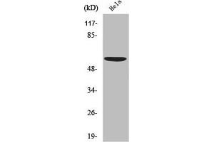 Western Blot analysis of HeLa cells using USP30 Polyclonal Antibody (USP3 anticorps  (N-Term))