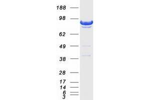 Validation with Western Blot