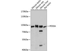 Western blot analysis of extracts of various cell lines, using PDE8A antibody (ABIN6132614, ABIN6145368, ABIN6145369 and ABIN6215780) at 1:3000 dilution. (PDE8A anticorps  (AA 1-120))