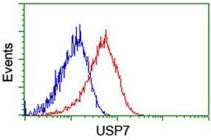 Image no. 2 for anti-Ubiquitin Specific Peptidase 7 (Herpes Virus-Associated) (USP7) antibody (ABIN1498592) (USP7 anticorps)