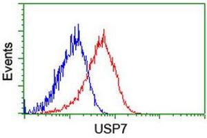 Image no. 2 for anti-Ubiquitin Specific Peptidase 7 (Herpes Virus-Associated) (USP7) antibody (ABIN1498592) (USP7 anticorps)