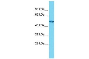 Host:  Rabbit  Target Name:  Sp7  Sample Type:  Rat Testis lysates  Antibody Dilution:  1. (SP7 anticorps  (N-Term))