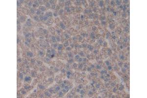 IHC-P analysis of Rat Tissue, with DAB staining. (CA5A anticorps  (AA 12-219))