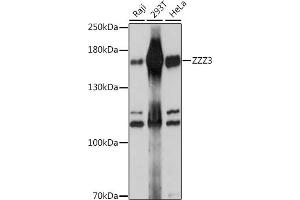 Western blot analysis of extracts of various cell lines, using ZZZ3 antibody (ABIN7271564) at 1:1000 dilution.
