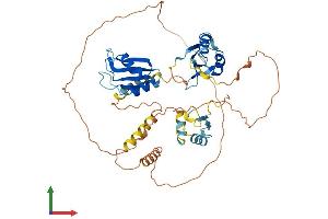 AlphaFold protein structure predicition of Mouse Recombinant Celf4 Protein, UniprotID Q7TSY6