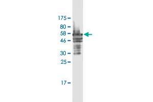Western Blot detection against Immunogen (54. (FRG1 anticorps  (AA 1-258))