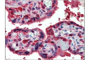 Immunohistochemistry: Human Placenta: Formalin-Fixed, Paraffin-Embedded (FFPE) (Peroxiredoxin 1 anticorps  (Internal Region))