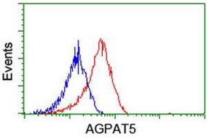 Image no. 1 for anti-1-Acylglycerol-3-Phosphate O-Acyltransferase 5 (Lysophosphatidic Acid Acyltransferase, Epsilon) (AGPAT5) antibody (ABIN1496497)