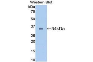 Western Blotting (WB) image for anti-Secreted Protein, Acidic, Cysteine-Rich (Osteonectin) (SPARC) (AA 18-302) antibody (ABIN1078416) (SPARC anticorps  (AA 18-302))