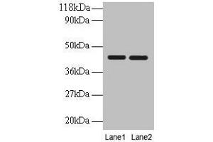 Western blot All lanes: BSG antibody at 2 μg/mL Lane 1: EC109 whole cell lysate Lane 2: 293T whole cell lysate Secondary Goat polyclonal to rabbit IgG at 1/10000 dilution Predicted band size: 43, 30, 20, 23 kDa Observed band size: 43 kDa