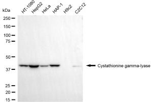 Western blotting analysis using cystathionine gamma-lyase antibody (ABIN7798231).