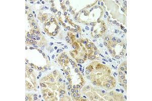 Immunohistochemistry of paraffin-embedded human kidney using HMGCL antibody (ABIN5975709) at dilution of 1/100 (40x lens). (HMGCL anticorps)