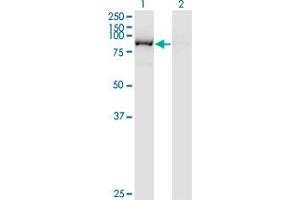 Western Blot analysis of QARS expression in transfected 293T cell line by QARS monoclonal antibody (M01), clone 5F5.