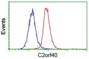Image no. 2 for anti-Chromosome 2 Open Reading Frame 40 (C2orf40) antibody (ABIN1497048) (C2orf40 anticorps)