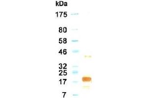 Western Blotting (WB) image for anti-Interleukin 11 (IL11) antibody (ABIN933586)