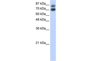 Western Blotting (WB) image for anti-Heterogeneous Nuclear Ribonucleoprotein U-Like 1 (HNRNPUL1) antibody (ABIN2462236) (HNRNPUL1 anticorps)