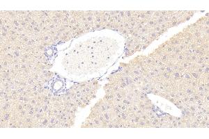 Detection of OPG in Mouse Liver Tissue using Polyclonal Antibody to Osteoprotegerin (OPG) (Osteoprotegerin anticorps  (AA 22-281))