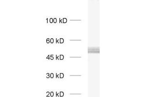 dilution: 1 : 1000, sample: rat brain homogenate (PACSIN1 anticorps  (AA 293-384))