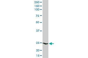 HSPB1 MaxPab rabbit polyclonal antibody.