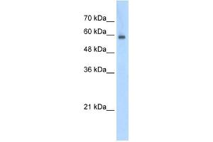 EIF4G3 antibody used at 0. (EIF4G3 anticorps  (N-Term))