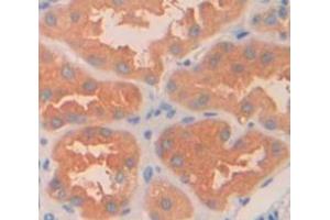 IHC-P analysis of Human Tissue, with DAB staining. (Arylsulfatase B anticorps  (AA 81-533))