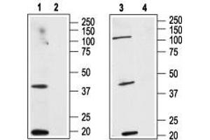 Western blot analysis of human HL-60 acute promyelocytic leukemia cell line lysate (lanes 1 and 2) and human MCF-7 breast adenocarcinoma cell line lysate (lanes 3 and 4):  - 1,3. (CNR2 anticorps  (Extracellular, N-Term))