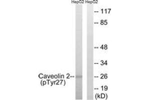 Western blot analysis of extracts from HepG2 cells treated with EGF 200ng/ml 5' , using Caveolin 2 (Phospho-Tyr27) Antibody. (Caveolin 2 anticorps  (pTyr27))