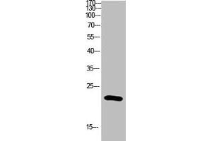 Western blot analysis of Hela Cell Lysate using antibody. (IL-31 anticorps  (AA 21-70))
