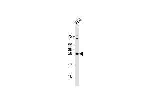 Anti-DANRE ywhag1 Antibody (Center) at 1:8000 dilution + ZF4 whole cell lysate Lysates/proteins at 20 μg per lane. (14-3-3 gamma anticorps  (AA 137-162))
