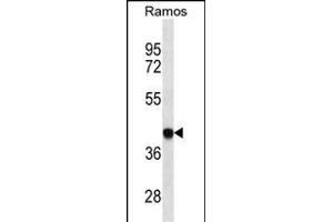 HLA-B Antibody (ABIN1539972 and ABIN2850473) western blot analysis in Ramos cell line lysates (35 μg/lane).