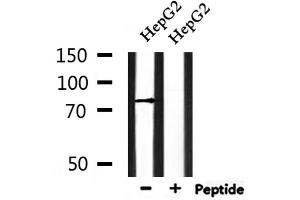 Western blot analysis of extracts from HepG2, using ENaC γ Antibody.