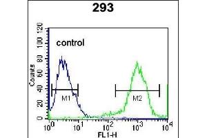anti-Rhox Homeobox Family, Member 2 (RHOXF2) (AA 1-30), (N-Term) antibody