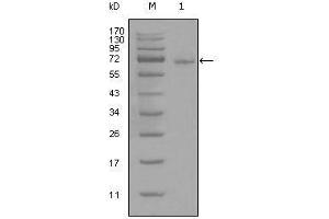 Western blot analysis using STAT3 mouse mAb against full-length STAT3-His recombinant protein (1). (STAT3 anticorps)