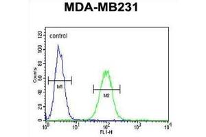 anti-Cathepsin F (CTSF) antibody